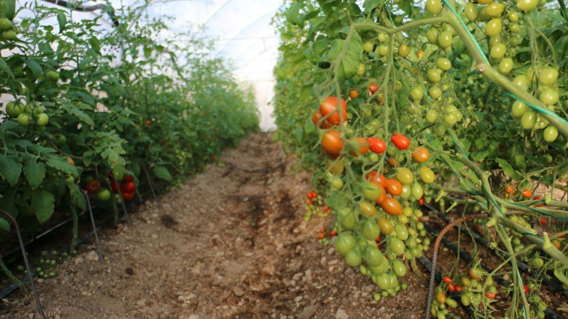 بازدید از یک واحد گلخانه