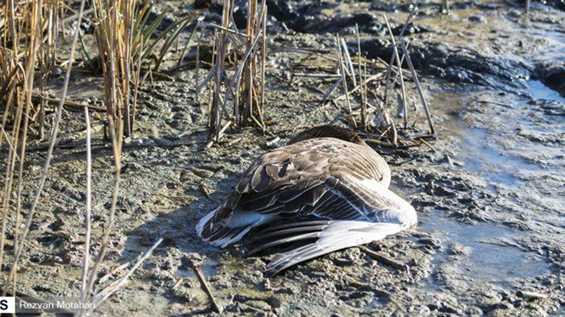 جلسه ستاد آنفلوآنزای فوق حاد پرندگان شهرستان با حضور اعضاء در محل سالن جلسات فرمانداری اراک برگزار شد.