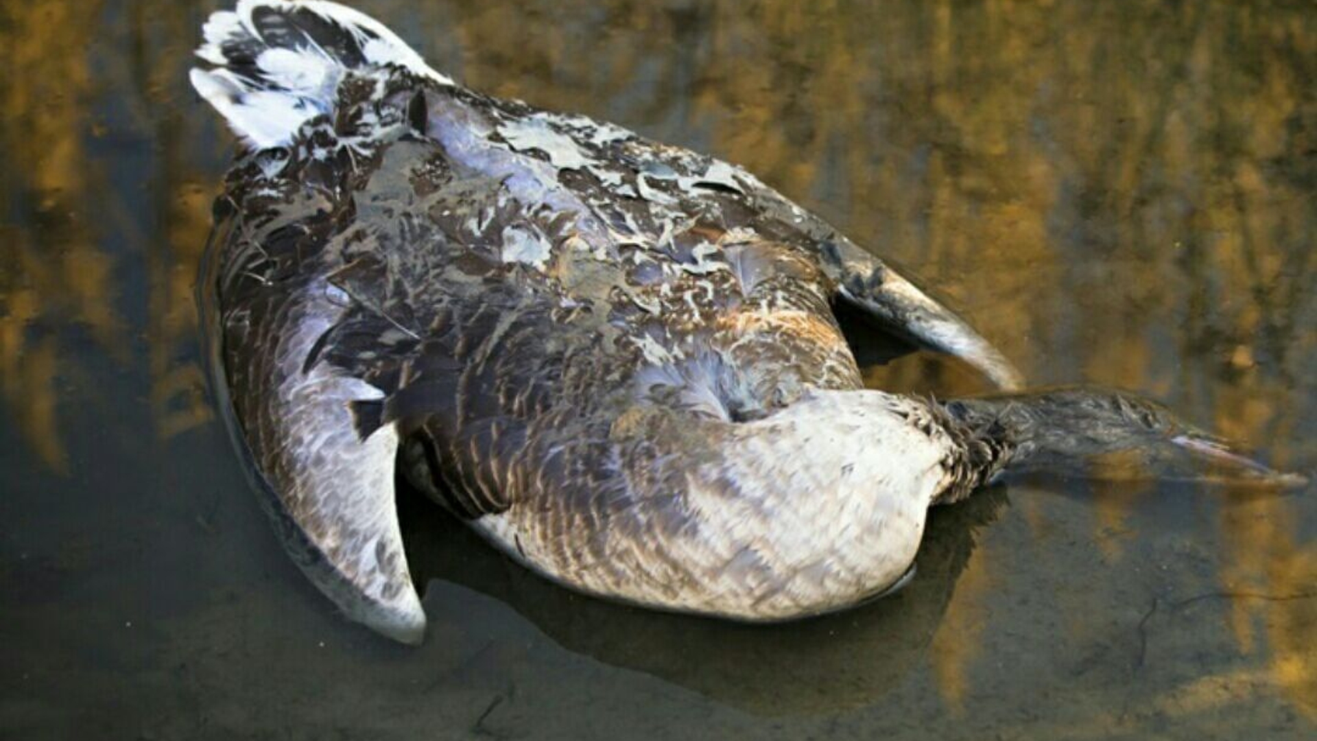 ۳۳۱ پرنده در تالاب میقان اراک تلف شدند
مدیرکل دامپزشکی استان مرکزی: از زمان شیوع آنفلوآنزای فوق حاد پرندگان در تالاب میقان اراک تاکنون لاشه ۳۳۱ پرنده در تالاب جمع‌آوری شده است