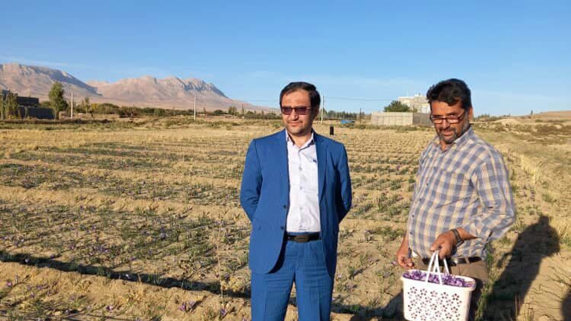 بازدید فرماندار از مزارع کشت زعفران شهرستان کمیجان