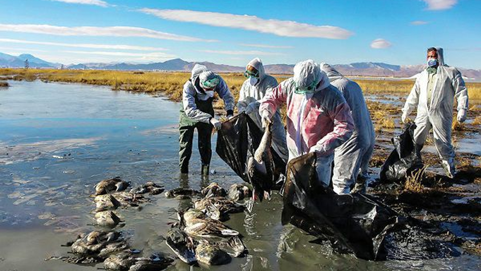 تلفات آنفلوآنزای فوق حاد پرندگان در تالاب میقان اراک به ۶۰۴ بال رسید