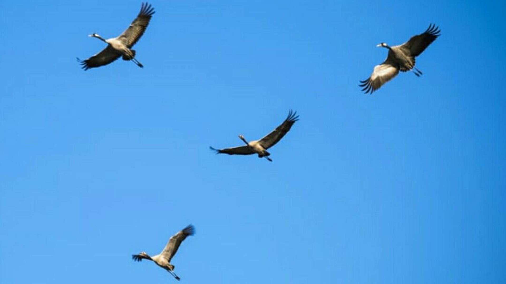 ورود گردشگران به تالاب میقان اراک ممنوع شد