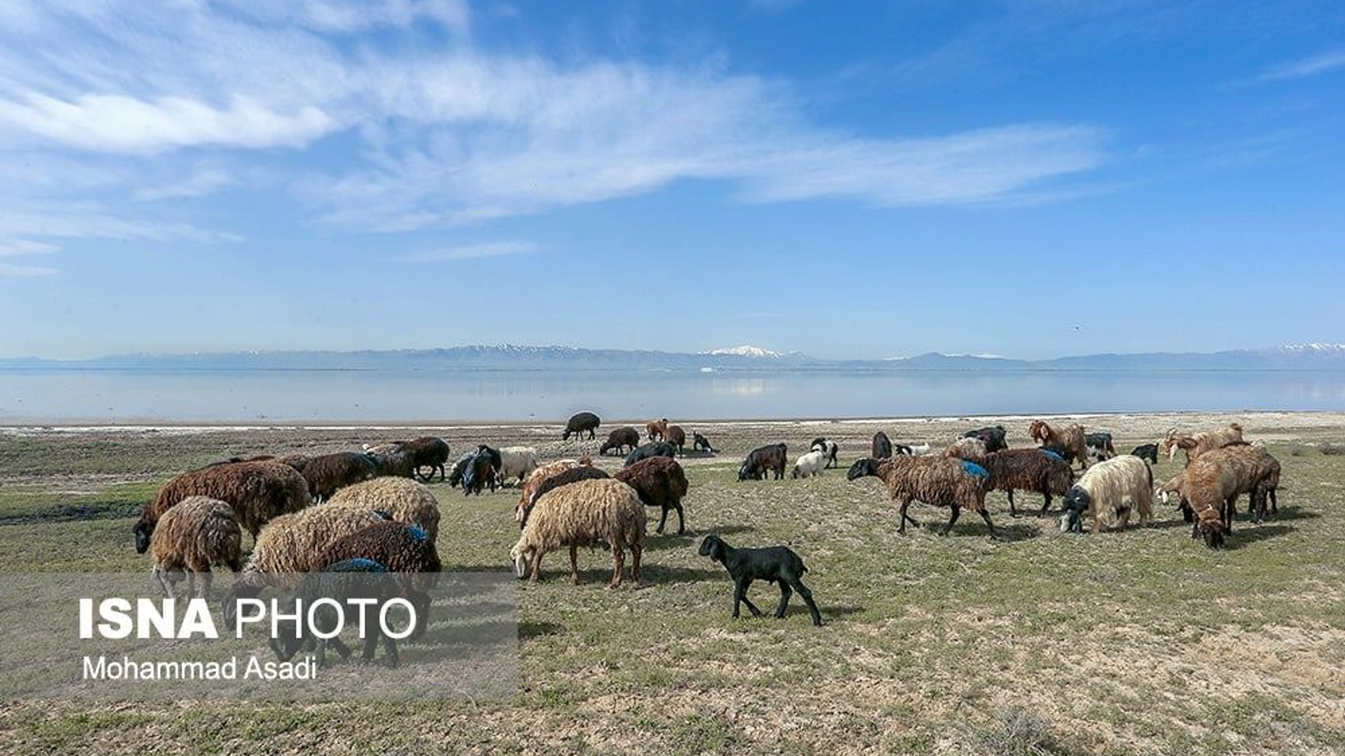 توقیف ۶۰۰ راس دام سبک غیرمجاز در کویر میقان اراک