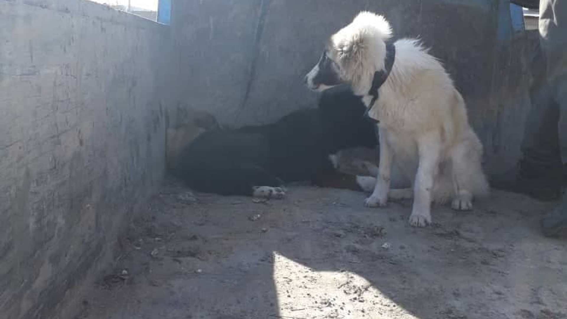 اجرای طرح زنده گیری حیوانات ناقل بیماری