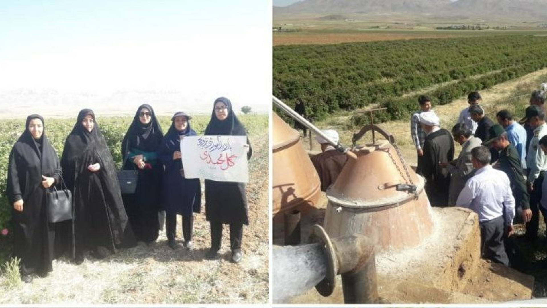 مزرعه گل محمدی واقع در مجتمع کشاورزی کمیجان