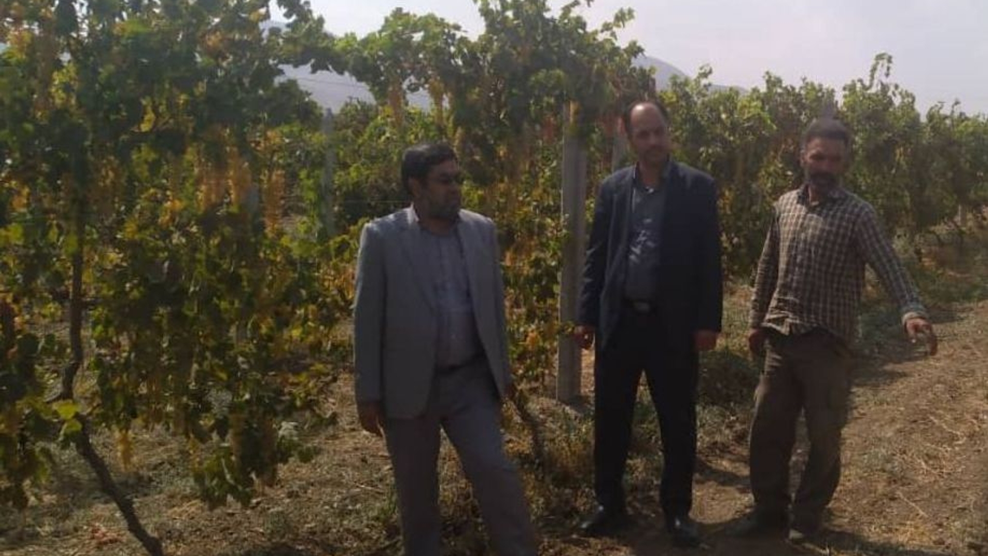 بازدید فرماندار خنداب از باغات داربستی انگور