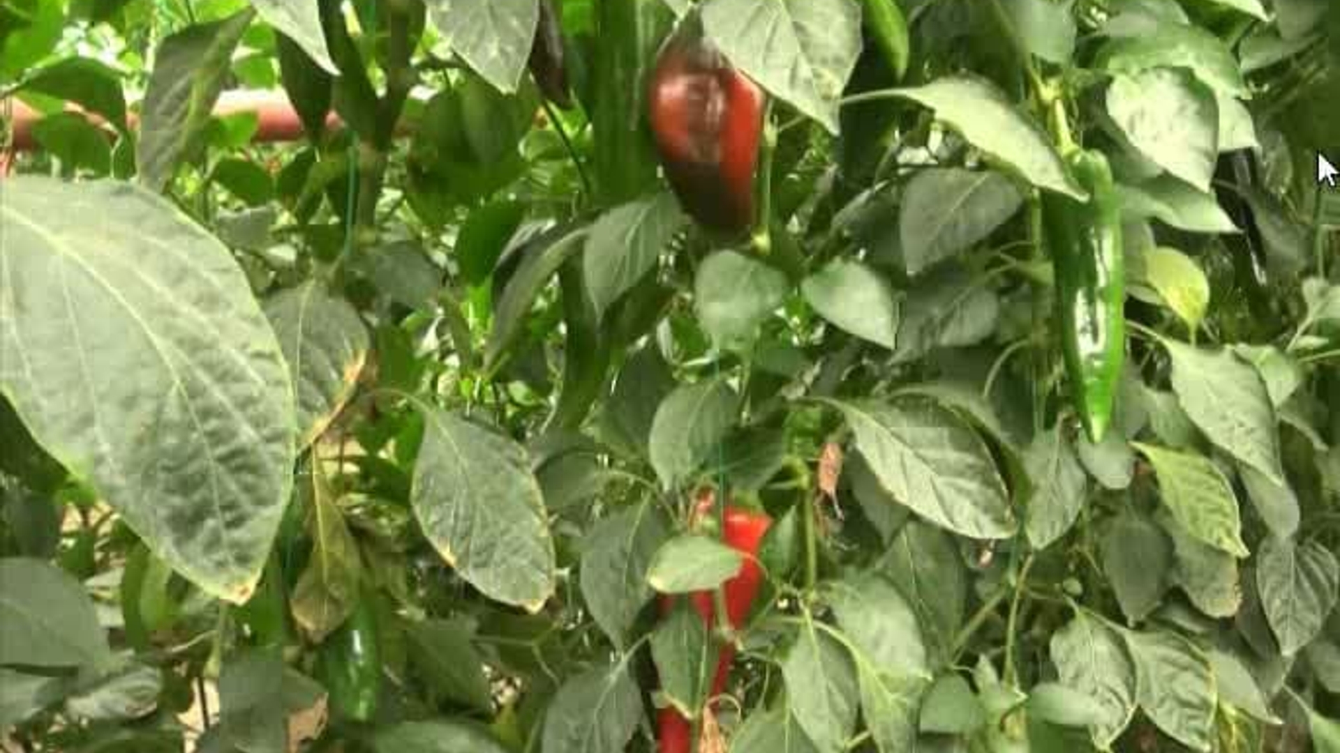 گلخانه تولید فلفل رقم صادراتی کاپی یاسمین با مساحت ۲۰۵۰ متر مربع با حضور محمدرضا رضایی فرماندار شهرستان تفرش و جمعی از مسئولین به بهره‌برداری رسید.