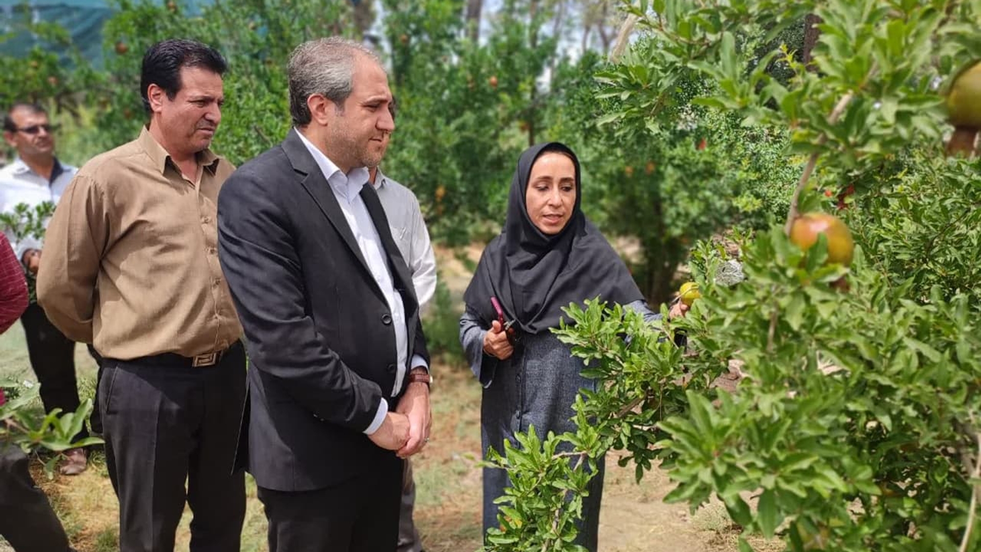 بازدید از پردیس تحقیقات و آموزش انار شهرستان ساوه