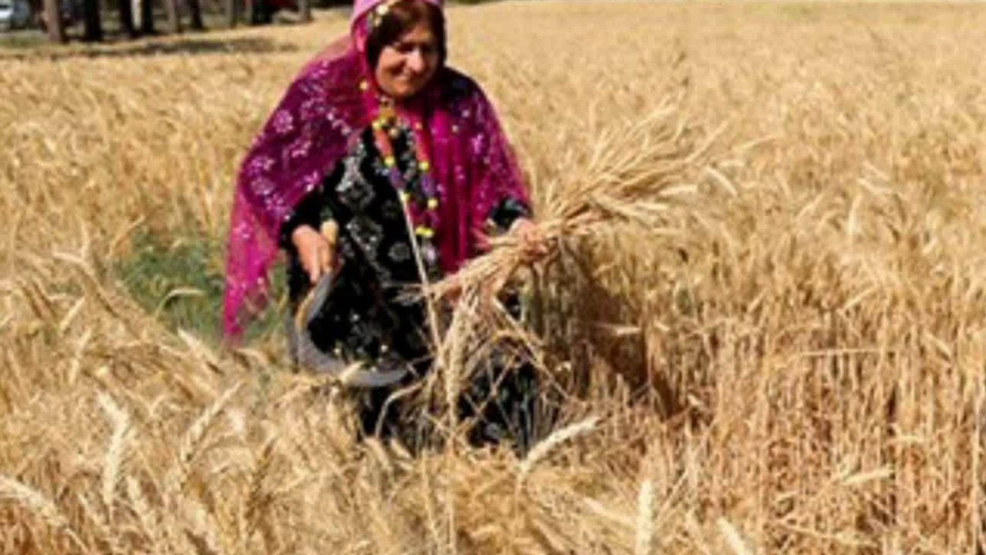 🔴خرید گندم از مرز ۱۰۰ هزار تن گذشت

🔹غلامرضا ملکی، مدیرکل غله و خدمات بازرگانی مرکزی: ۳۰ مرکز خرید در شهرستان‌های مختلف استان کار خرید را بر عهده دارند، قیمت تضمینی خرید گندم در سال جاری ۱۵۰ هزار ریال است که نسبت به سال گذشته ۲۳ درصد افزایش یافت.

سه شنبه ۱۴۰۱-۰۴-۲۷