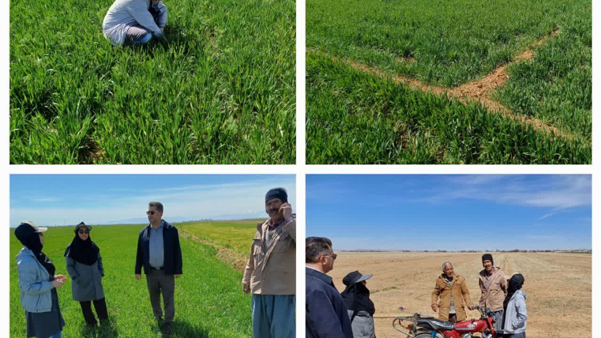 پایش و رصد عوامل خسارتزای غلات (سن ،شته روسی و..)