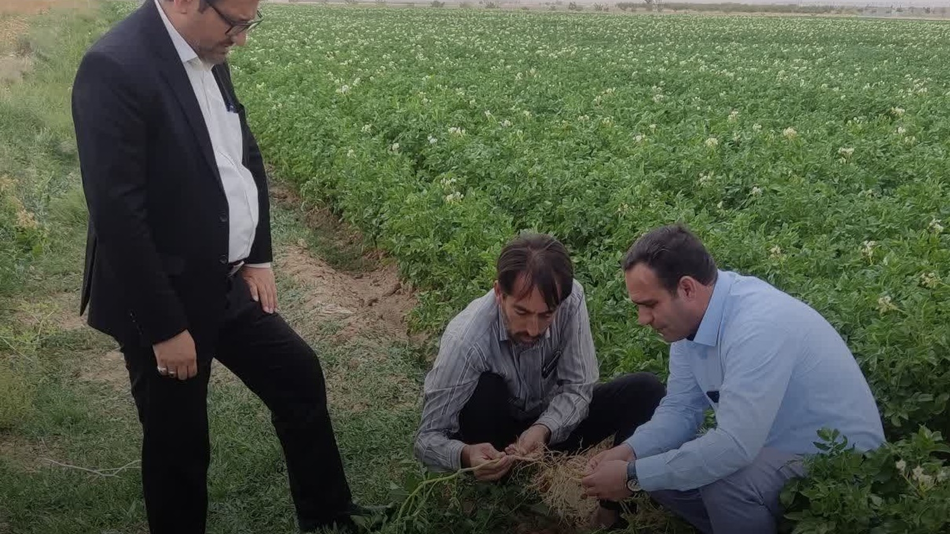 پیش بینی برداشت حدود هشت هزارتن سیب زمینی در شهرستان کمیجان