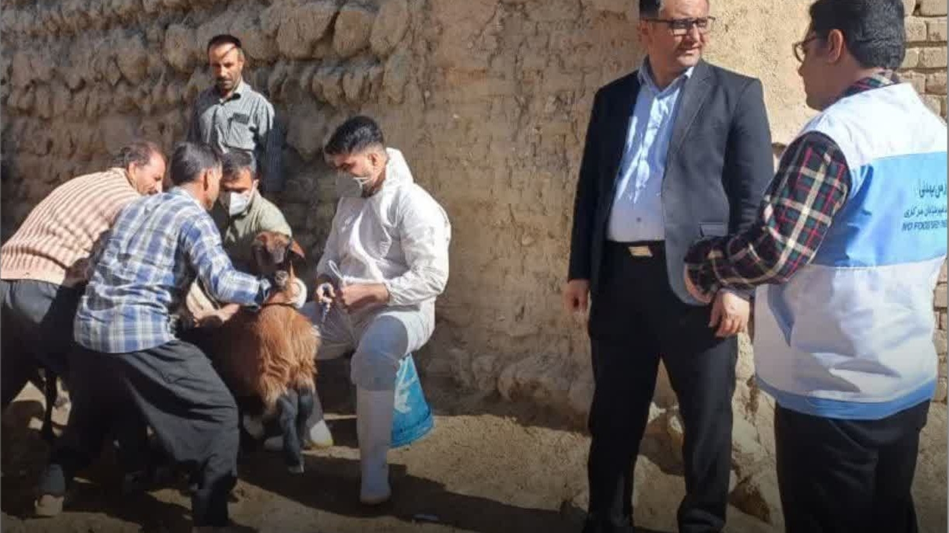 واکسیناسیون حدود ۶۵ هزار راس گوسفند شهرستان کمیجان در طرح ملی مقابله با آبله