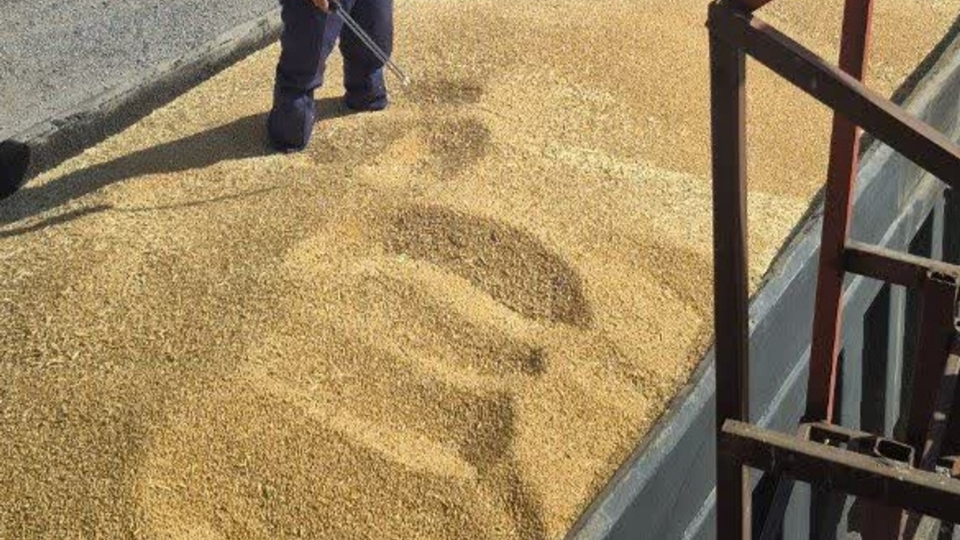 خرید گندم مازاد بر نیاز کشاورزان در سیلوی خنداب