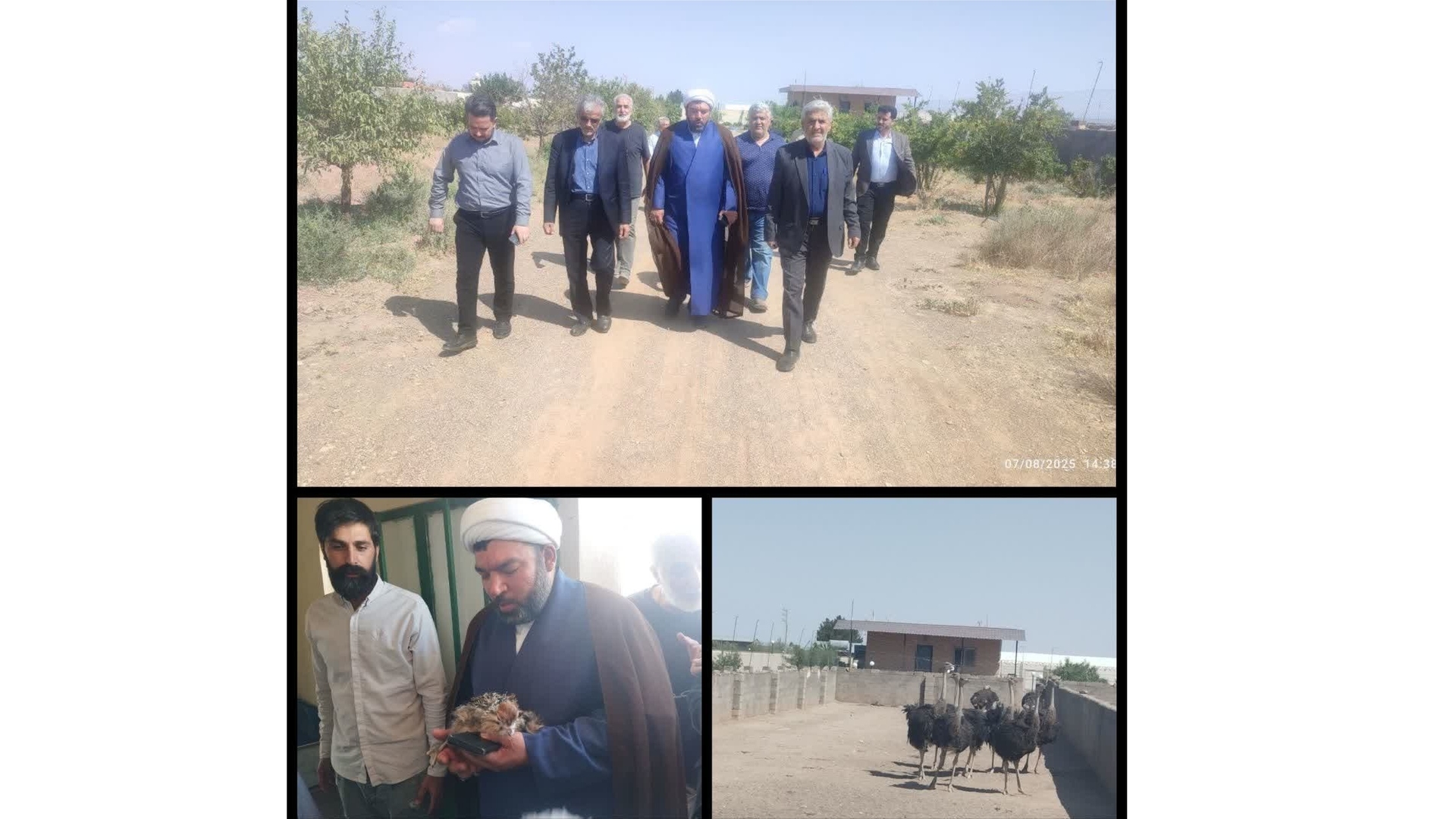 نماینده مجلس و فرماندار زرندیه از مجتمع پرورش شترمرغ بازدید کردند