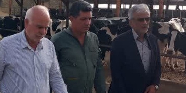 فرماندار زرندیه در جریان مشکلات گاوداری ۱۵۰۰ رأسی برادران مظفری