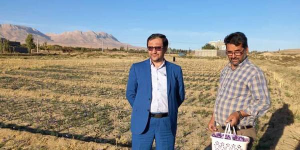 بازدید فرماندار از مزارع کشت زعفران شهرستان کمیجان