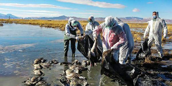 تلفات آنفلوآنزای فوق حاد پرندگان در تالاب میقان اراک به ۶۰۴ بال رسید