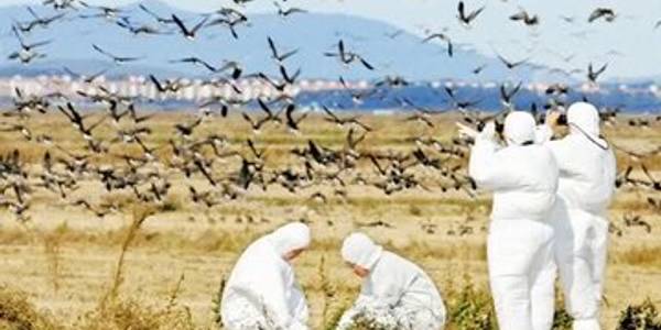 اهالی روستاهای اطراف تالاب میقان اراک  پرندگان خود را در فضای بسته نگه داری کنند