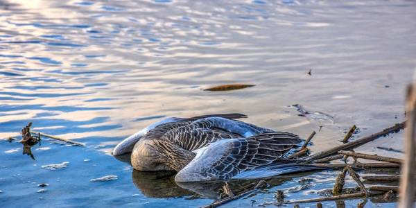 ورود گردشگران به تالاب میقان اراک ممنوع شد