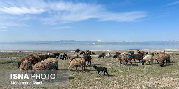 توقیف ۶۰۰ راس دام سبک غیرمجاز در کویر میقان اراک