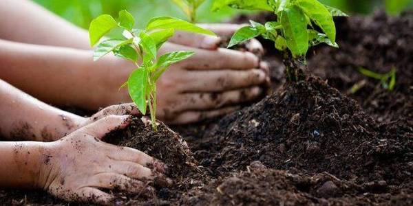 در راستای پویش ایران سرسبز ۲۰۰۰ نهال و ۳۰ کیلو بذر در دره گردو اراک توزیع می شود.