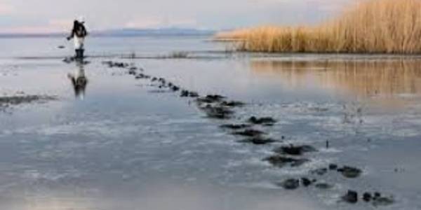 جمع آوری ۱۳۲۴ لاشه پرنده در تالاب میقان
تردد به محوطه تالاب میقان اراک ممنوع است