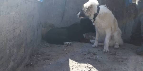 اجرای طرح زنده گیری حیوانات ناقل بیماری