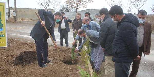 تعداد 70 اصله نهال در هنرستان شهید باهنر شهابیه غرس شد