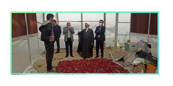 بازدید از گلخانه روستای سعادت آباد