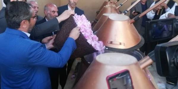آغاز مراسم گلابگیری در شهرستان کمیجان