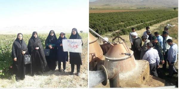 مزرعه گل محمدی واقع در مجتمع کشاورزی کمیجان