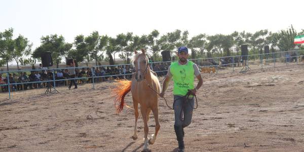 با حضور مهدی الیاسی ، سرپرست فرمانداری ویژه شهرستان ساوه نخستین آموزشگاه سوارکاری استان مرکزی در ساوه افتتاح شد