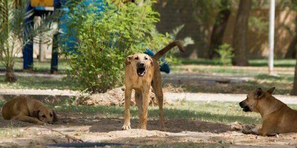 جمع آوری سگ‌های ولگرد در اراک