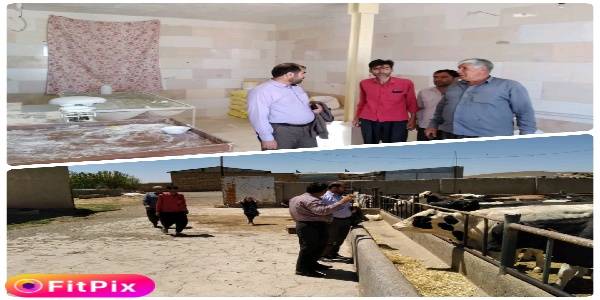 حضور آقا زیارتی فرماندار شهرستان در روستای عباس آباد و بازدید از واحد صنفی نانوایی روستا و واحد های گاو داری در این روستا