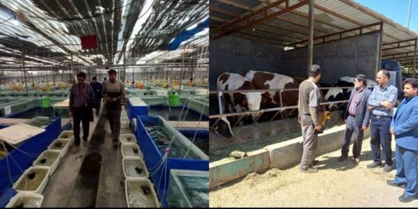 بازدید فرماندار خنداب از مجتمع کشت وصنعت محمد آباد