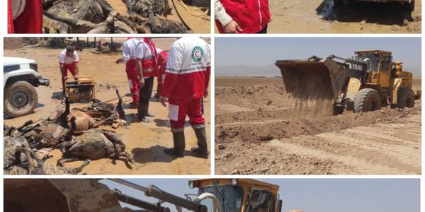 💢نظارت برروند دفع لاشه دام های تلف شده بر اثر سیل روز جمعه روستای آهنگران توسط همکاران بهداشت محیط مرکز بهداشت شهرستان فراهان