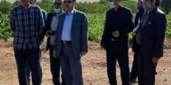 بازدید معاون استاندار از برخی باغات انگور خنداب