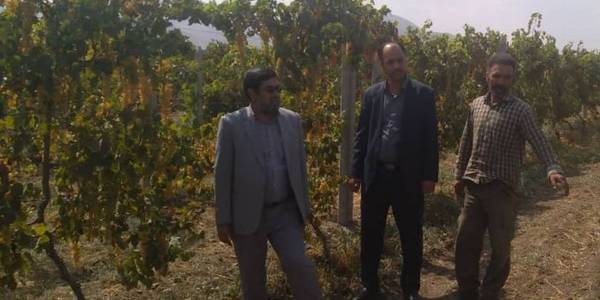 بازدید فرماندار خنداب از باغات داربستی انگور
