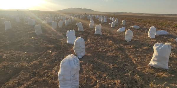 💢بازدید از برداشت سیب زمینی در روستای کودزر شهرستان فراهان