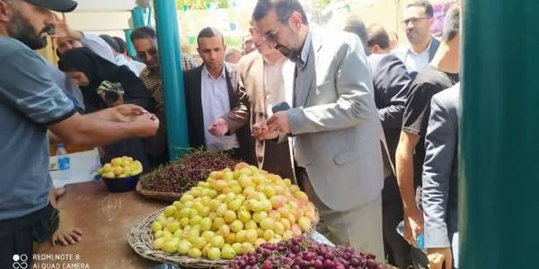 حضور معاون سیاسی در جشنواره آلبالو و گیلاس