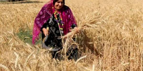 🔴خرید گندم از مرز ۱۰۰ هزار تن گذشت

🔹غلامرضا ملکی، مدیرکل غله و خدمات بازرگانی مرکزی: ۳۰ مرکز خرید در شهرستان‌های مختلف استان کار خرید را بر عهده دارند، قیمت تضمینی خرید گندم در سال جاری ۱۵۰ هزار ریال است که نسبت به سال گذشته ۲۳ درصد افزایش یافت.

سه شنبه ۱۴۰۱-۰۴-۲۷