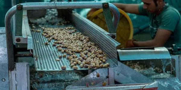 مطالبه پسته‌کاران زرندیه از استاندار مرکزی، محقق شد- دستور استاندار برای تأمین برق باغات مجهز به ترمینال‌ فرآوری پسته