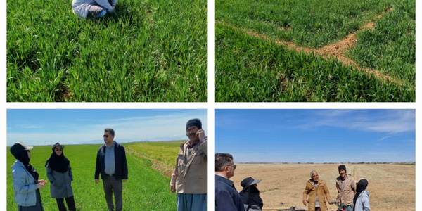 پایش و رصد عوامل خسارتزای غلات (سن ،شته روسی و..)