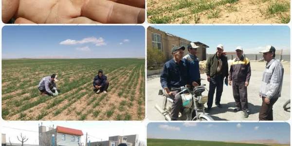 بازدید از مزارع گندم دیم تحت پوشش طرح جهش تولید در دیمزارها جهت پایش تراکم علفهای هرز و آفت سن غلات