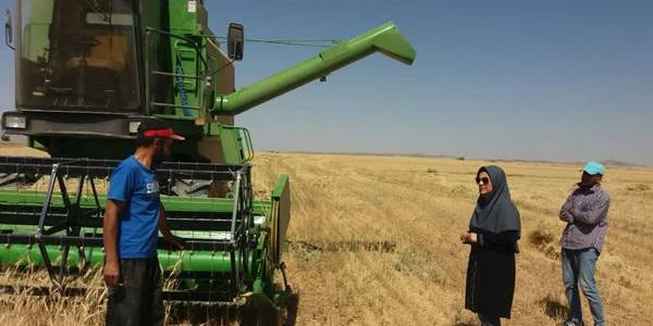 بازدید از کمباین ها و روند برداشت غلات