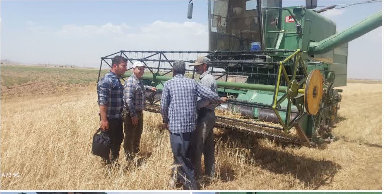 نظارت بر عملیات برداشت غلات پائیزه در شهرستان کمیجان