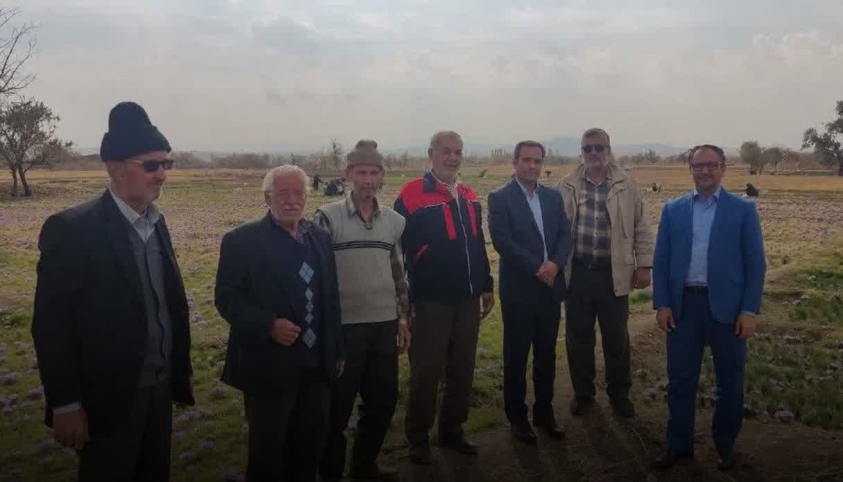 پیش بینی برداشت ۱۵۰ کیلوگرم زعفران از حدود ۳۵ هکتار اراضی تحت کشت در شهرستان کمیجان