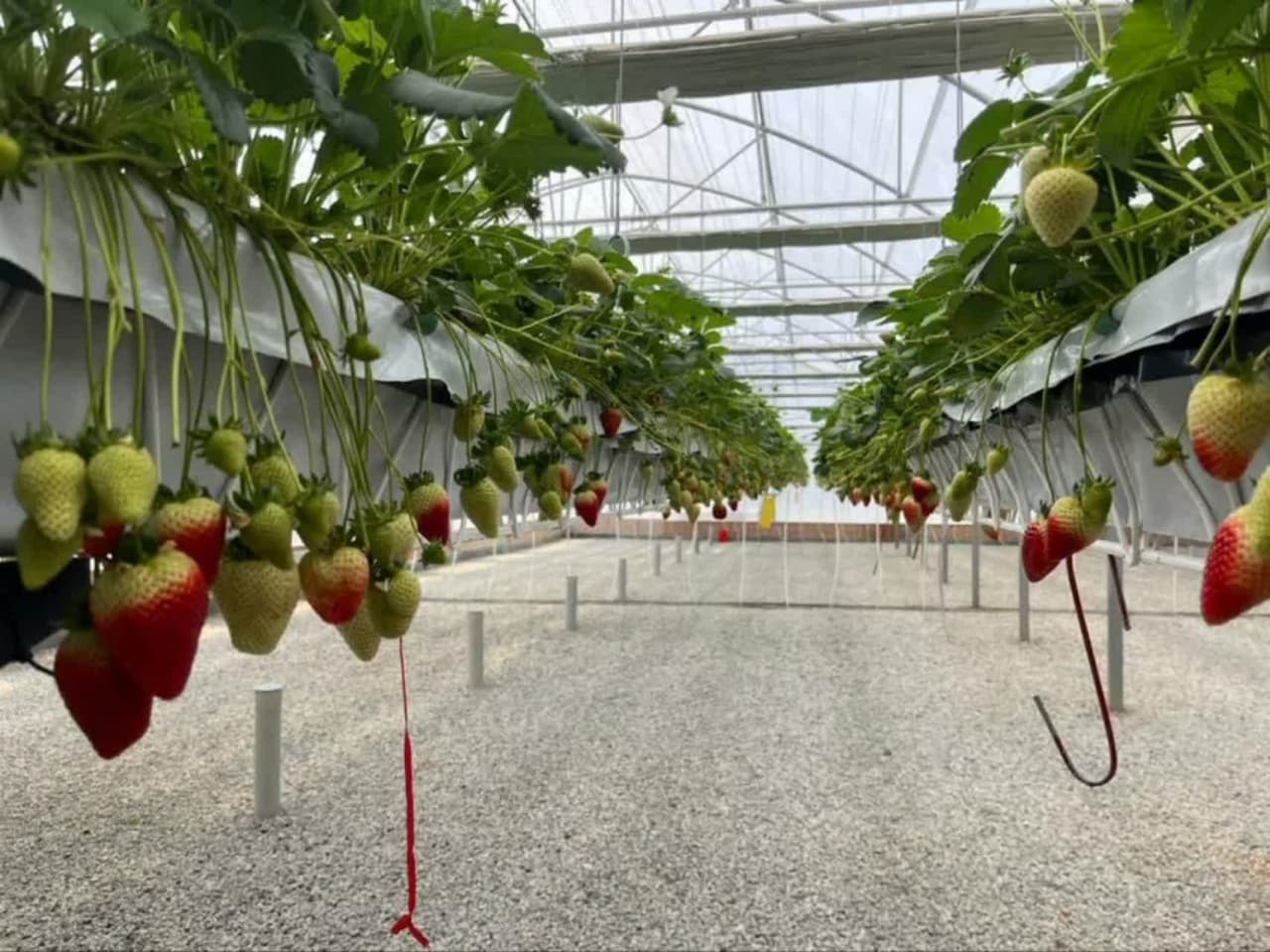 افتتاح "گلخانه توت فرنگی"